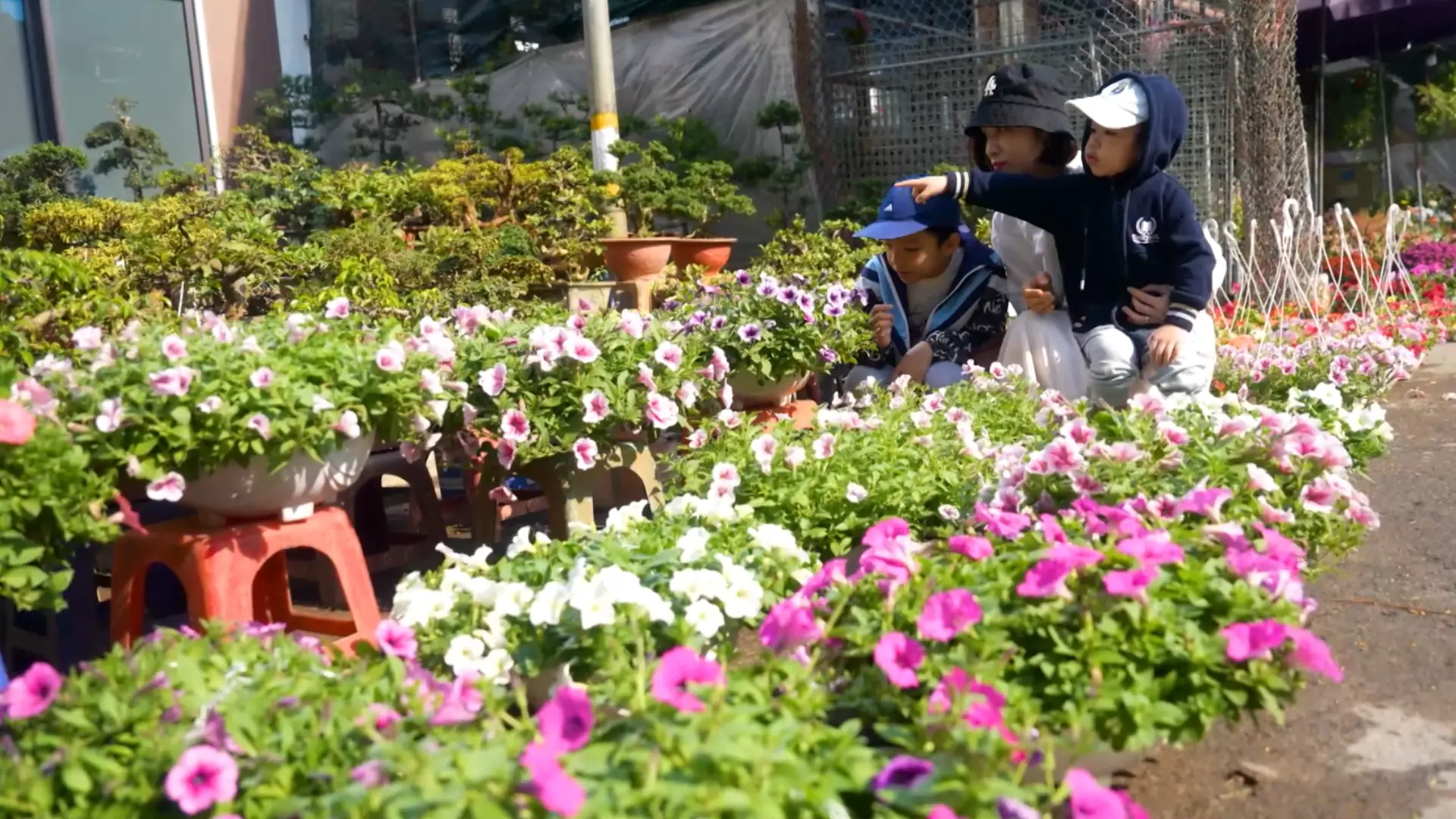 Phiên chợ hoa và cây cảnh Vạn Phúc | Hà Nội đến để yêu | 25/12/2025